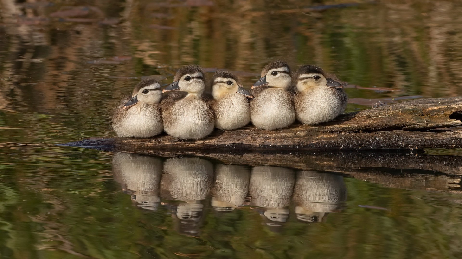 _篮网队攻势如潮，终结比赛获胜_，篮网队战况