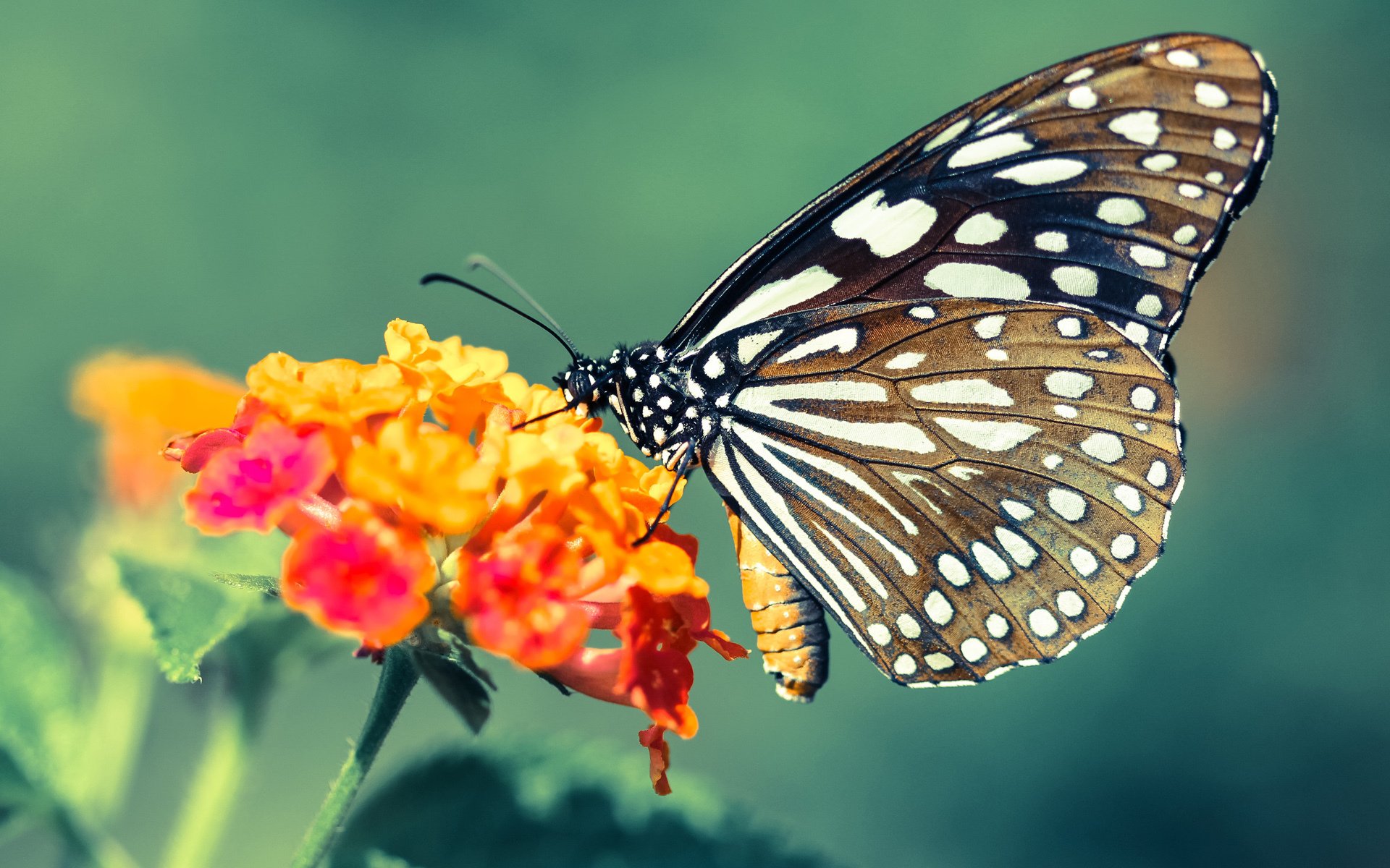 _火箭引援奏效，球队士气大振_，记者_火箭已凑齐足够参赛球员