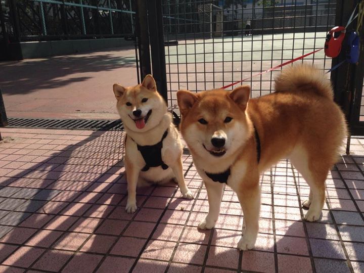 _火箭引援奏效，球队士气大振_，记者_火箭已凑齐足够参赛球员