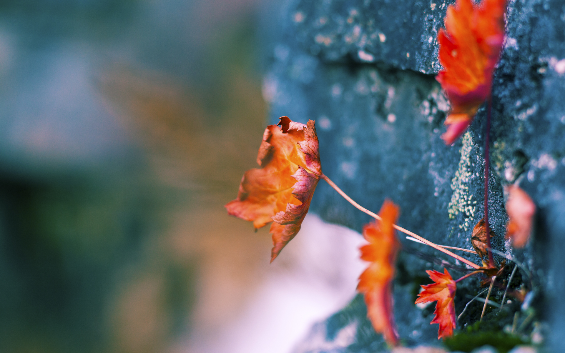 _篮网全线发力，积分榜领跑_，篮网新赛季成绩