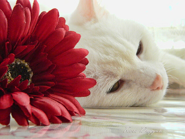 开云体育网站入口-冯唐式：写实明星成长的NBA故事，冯唐名人名言