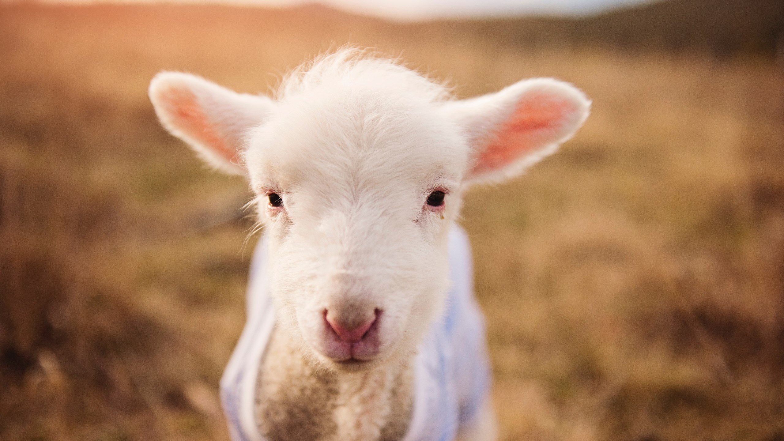 开云网页版-多特蒙德年轻中场崭露头角，迎来未来之星，多特蒙德 年轻
